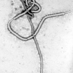 Ebola-Virus (c) CDC/ Dr. Frederick A. Murphy